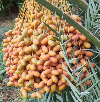 Fard Date Palm Seeds (Phoenix dactylifera) – 35+ Premium Fard Sweet Date Seeds