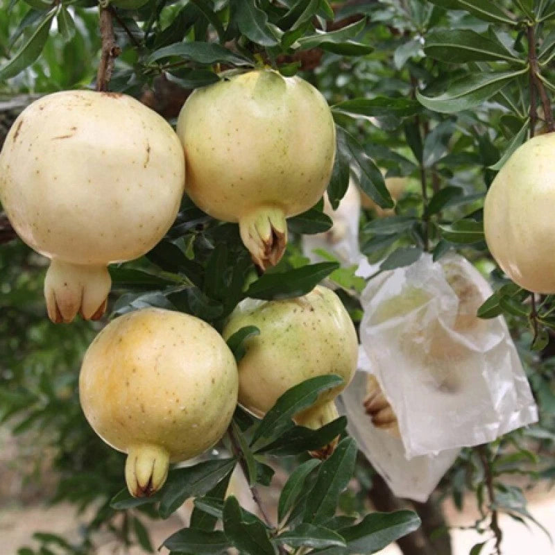 White Pearl Pomegranate Seeds (Punica granatum 'White Pearl') – 100+ Premium Fresh Rare Sweet White Pomegranate Seeds