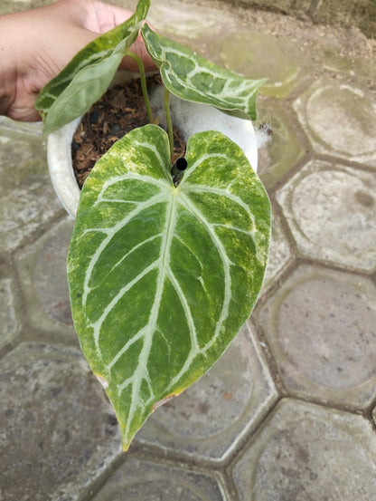 Anthurium Magnificum x Silver Blush Variegated – Mature Rare Velvet Hybrid Specimen (Real Picture Verified)