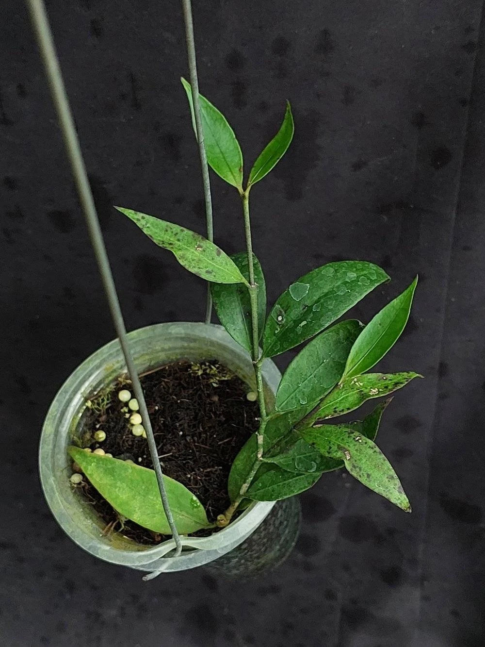 Hoya sp. Liwa – Rare Tropical Indoor Outdoor Wax Plant Cutting / Live Plant Specimen