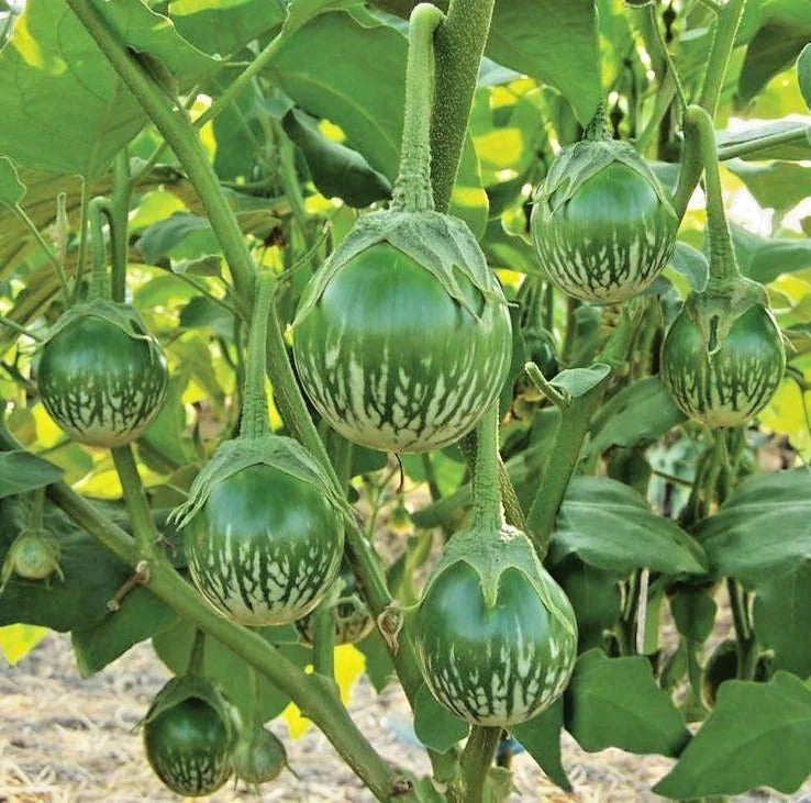 Green Thai Eggplant Seeds (Solanum melongena 'Green Thai') – 1,000+ Premium Fresh Heirloom Round Green Thai Eggplant Seeds