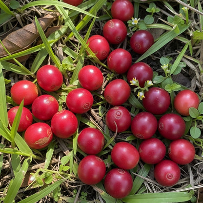 Cranberry Coffee Seeds (Coffea arabica var. Cranberry Coffee) – Premium Unique Specialty Coffee Plant Seeds for Planting