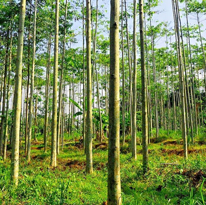 White Albizia Solomon Sengon Seeds (Falcataria moluccana / 2500+ Bulk Fast-Growing Timber & Shade Tree Seeds) – Premium Exotic Botanical Specimen Plant Seeds for Planting