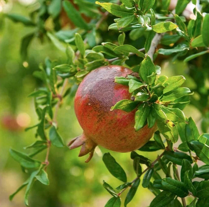 100+ 'Akko' Pomegranate Seeds (Punica granatum) – Elite Commercial-Grade Sweet Botanical Specimen (Collectors Quality)