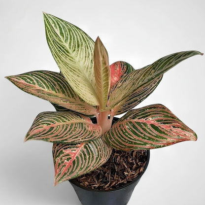 Aglaonema 'Golden Hope' - Radiant Tropical Foliage