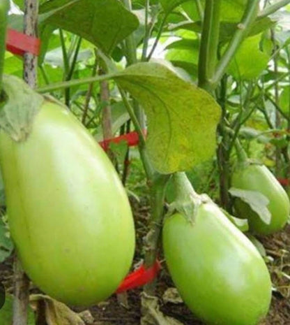 2,000+ Eggplant Seeds (Solanum melongena) Bundling 9 Cultivar Garden Package – Premium Certified Heirloom Vegetable and Solanaceous Seeds for Planting