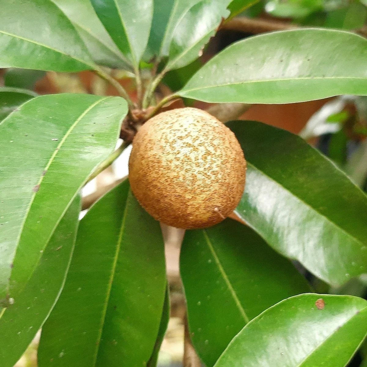 35+ 'CO-3' Sapodilla Seeds (Manilkara zapota) – Elite High-Yield 'Chico Zapote' Genetic Stock (Collectors Quality)