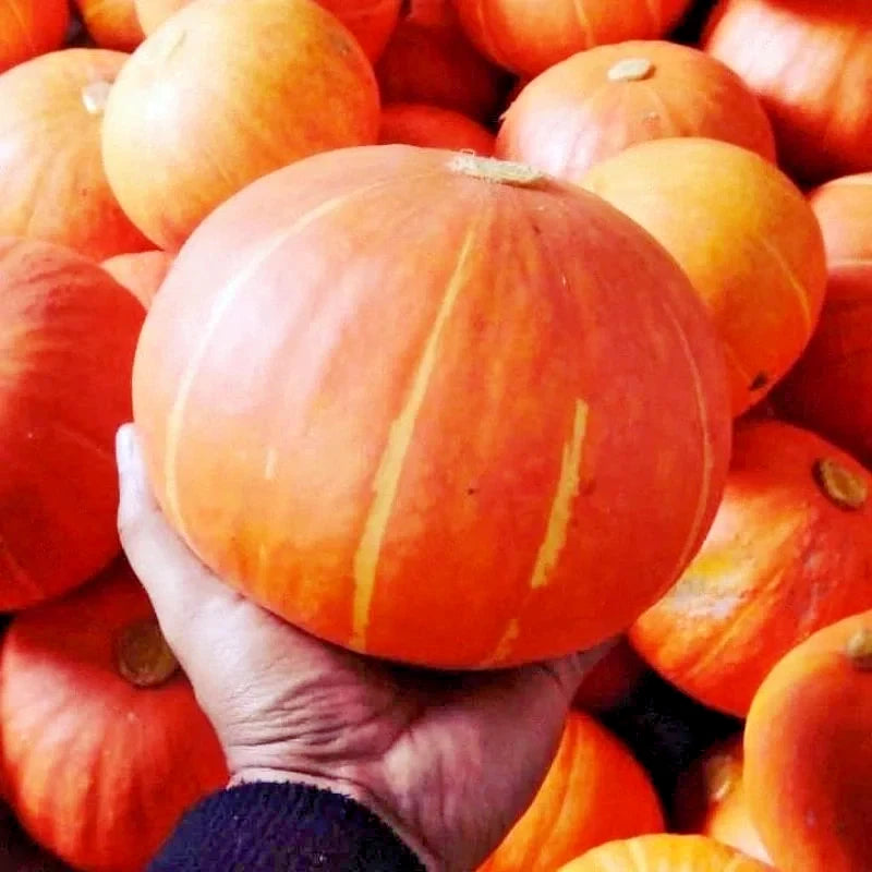 Orange Kabocha Squash Seeds (Cucurbita maxima) – 100++ Premium Heirloom Sunshine Kabocha / Sweet Japanese Pumpkin Seeds