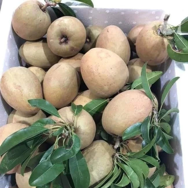 Chiku Jantung Sapodilla Seeds (Manilkara zapota) – 35+ Premium Chikoo Seeds