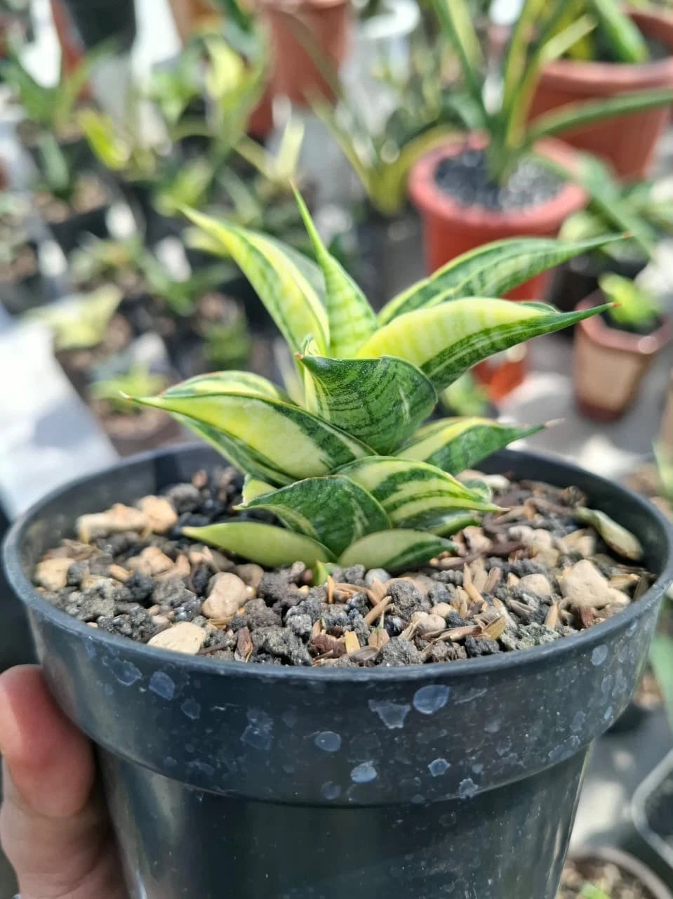 Sansevieria Sindoro Variegated - Rare Tropical Snake Plant