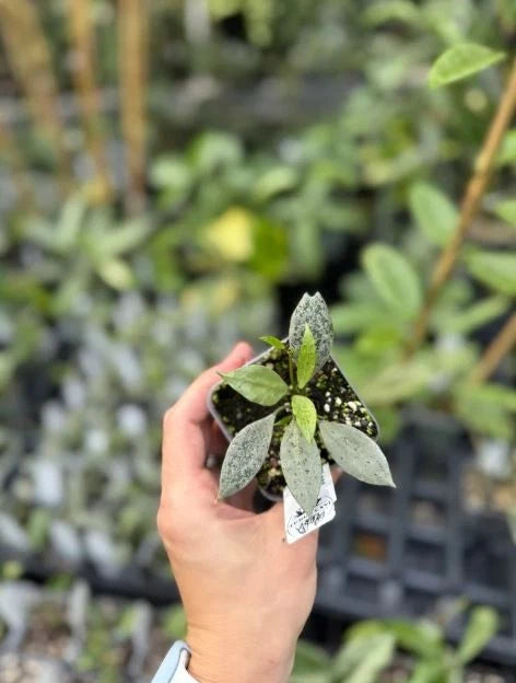 Stunning Hoya Lacunosa 'Leopard Skin' – Rare Tropical Wax Plant with Textured Foliage