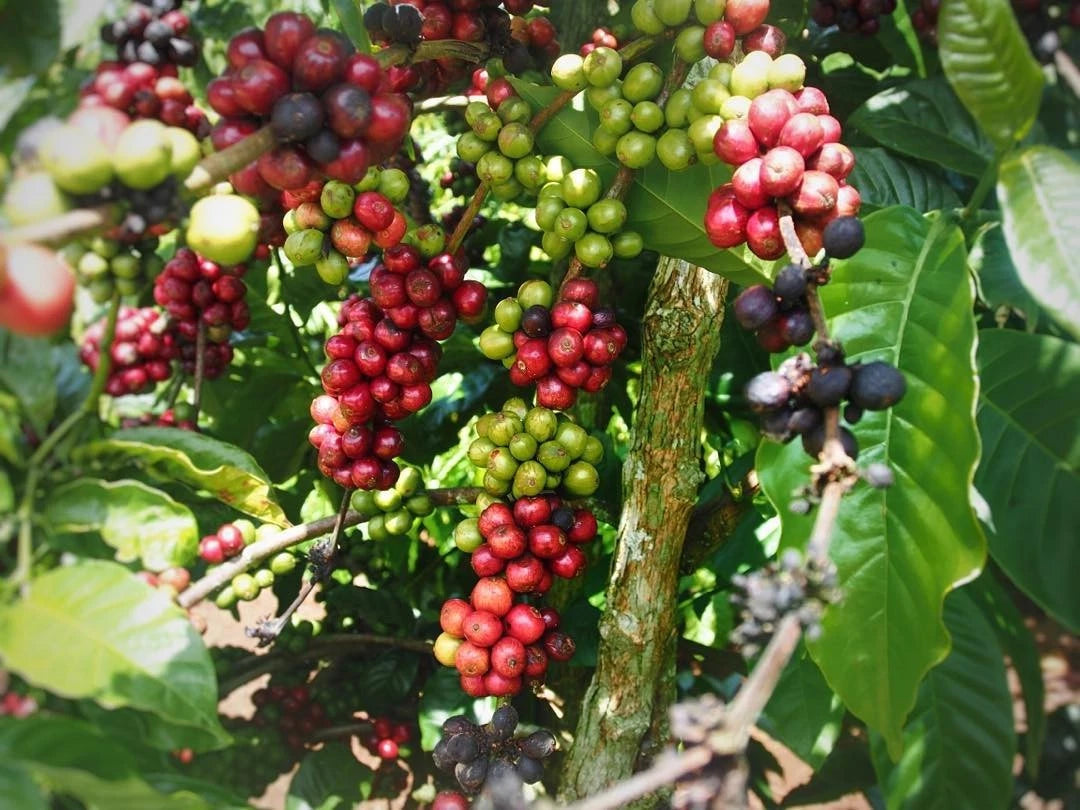 Sidra Coffee Seeds (Coffea arabica hybrid) – Bulk Rare Exotic Highland Specialty Coffee Beans for Planting