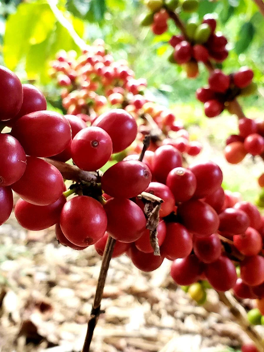 3,000+ Red Caturra Coffee Seeds (Coffea arabica var. caturra) – Premium Certified Bulk Arabica Coffee Bean Seeds for Planting