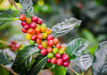 SL6 Coffee Seeds (Coffea arabica var. SL6) – Premium Certified Kenyan Selection Specialty Gourmet Coffee Bean Seeds for Planting (120 Pcs)