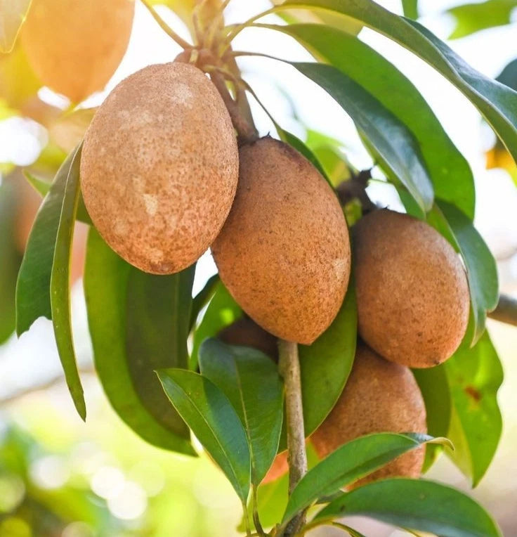 Jamil 92 Sapodilla (Manilkara zapota) – 35+ Premium Chikoo Seeds