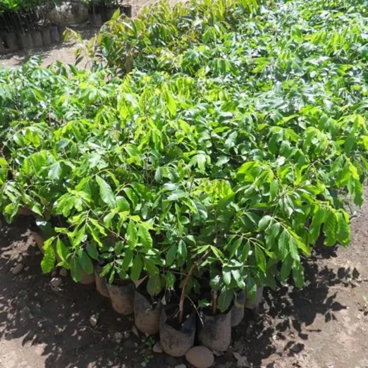 Diamond River Longan Fruit Tree - Grafted Premium Tropical Variety