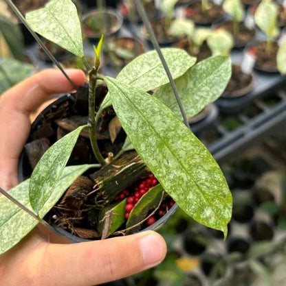 Hoya Multiflora 'Silver' (Wax Plant) – Premium Rare Live Tropical Indoor Houseplant in 4" Pot (Silver-Splash Foliage & Shooting-Star Blooms)