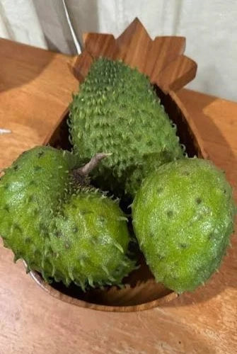 Premium Cuban Fiberless Soursop Seeds (Annona muricata) – Sweet Exotic Guanabana Fruit Seeds for Planting