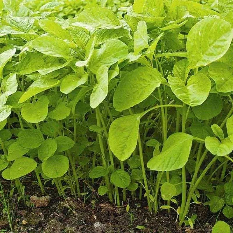 Spinach Seeds 1,750+ pcs Bundle (Amaranthus spp.) – 5-Cultivar Garden Package Premium Certified Nutritious Leafy Green Plant Seeds for Planting