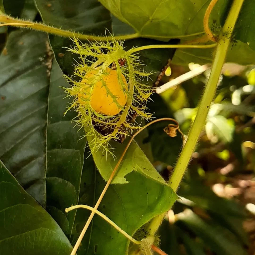 Wild Passion Fruit Seeds (500+ Seeds, Passiflora foetida) – Bulk Bush Passionfruit / Stinking Passionflower Heirloom Fruit Seeds for Planting