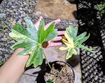 Ultra Rare Thaumatophyllum Adamantinum Variegated - Premium Large Exotic Structural Aroid