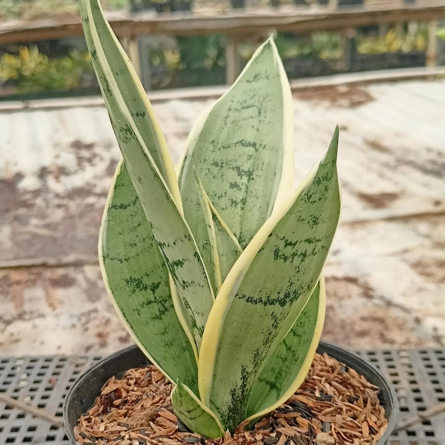 Sansevieria Silver Twisty – Rare Tropical Silver Snake Plant (Live Plant)