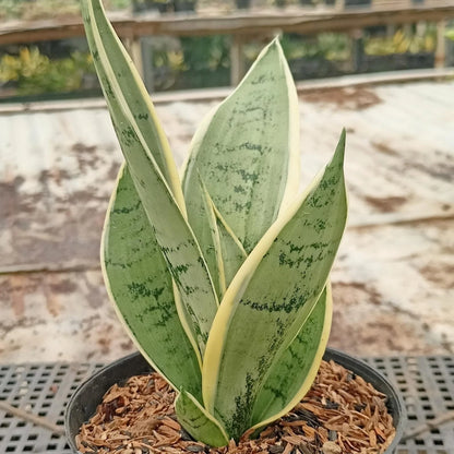 Sansevieria Silver Twisty – Rare Tropical Silver Snake Plant (Live Plant)