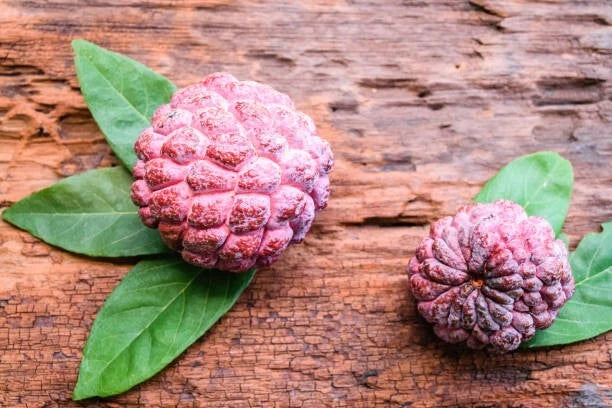Red Sugar Apple Seeds (Annona squamosa 'Red' / 300+ Rare Purple Sweetsop Custard Apple Fruit Tree Seeds) – Premium Exotic Botanical Specimen Plant Seeds for Planting