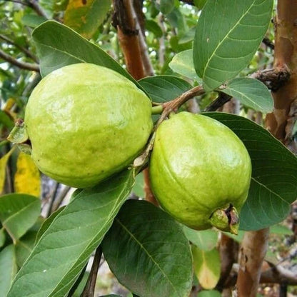 Superior White Guava Seeds (Psidium guajava 'Superior White') – 250+ Premium Fresh High-Yield Sweet Tropical Guava Seeds