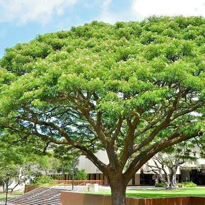 100++ Rain Tree Trembesi Seeds (Samanea saman / Premium Canopy Shade & Nitrogen-Fixing Tree Seeds) – Premium Botanical Specimen Plant Seeds for Planting