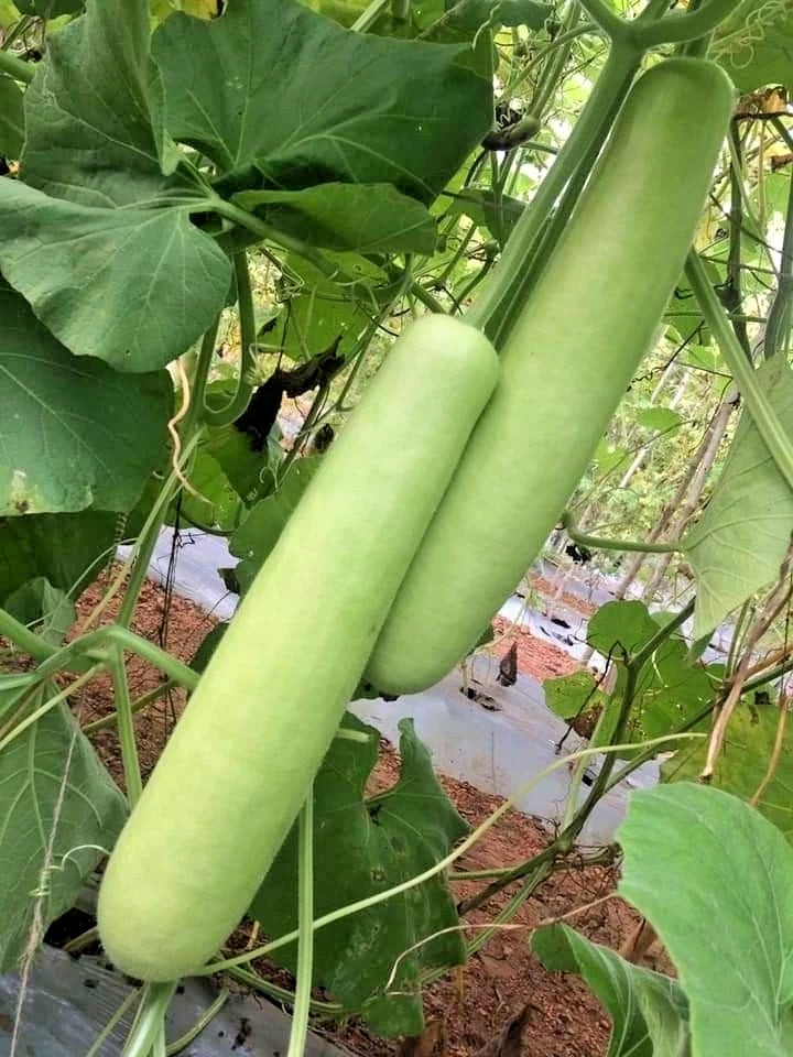 Long Bottle Gourd Seeds (Lagenaria siceraria) – 1,000+ Bulk Premium Long Gourd Seeds