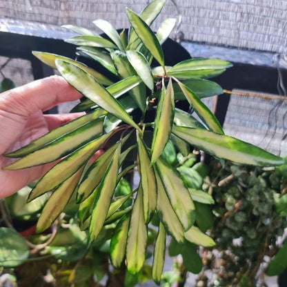 Hoya Kentiana Variegata | Rare Variegated Hoya Wax Plant | Tropical Indoor Outdoor Houseplant