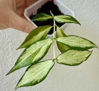 Hoya Polyneura Inner Variegated Rare Tropical Indoor Outdoor Wax Plant Seeds / Cuttings (Hoya polyneura) – Premium Certified Fish Tail Waxflower Plant for Planting
