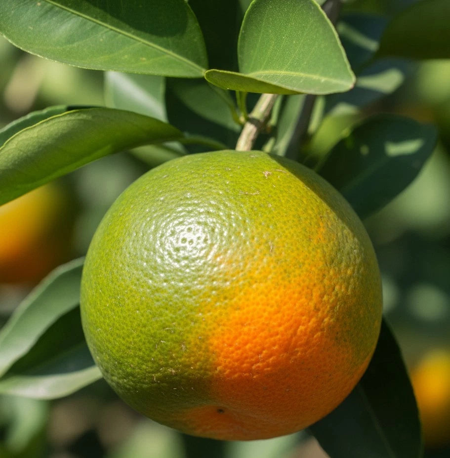 Keprok Orange Seeds (Citrus Reticulata) – Certified Heirloom Tropical Mandarin Citrus Fruit Crop for Planting