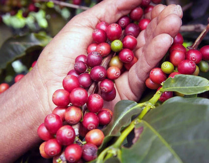 K7 Coffee Seeds (Coffea arabica 'K7') – 2000+ Premium Fresh Bulk Heritage Kenya Bourbon-Line Coffee Seeds for Planting