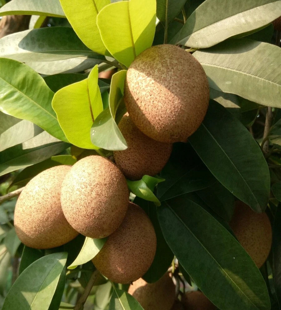 Hasya Sapodilla Seeds (Manilkara zapota) – 35+ Premium Prolific Oblong Sweet Chikoo Seeds