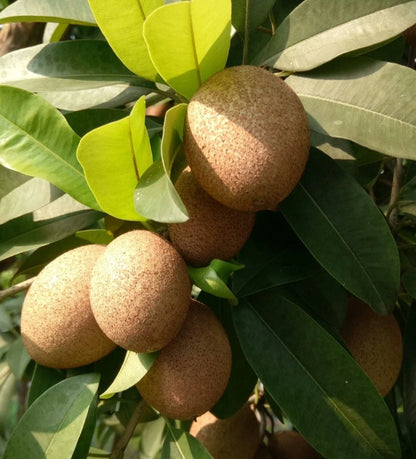 Hasya Sapodilla Seeds (Manilkara zapota) – 35+ Premium Prolific Oblong Sweet Chikoo Seeds