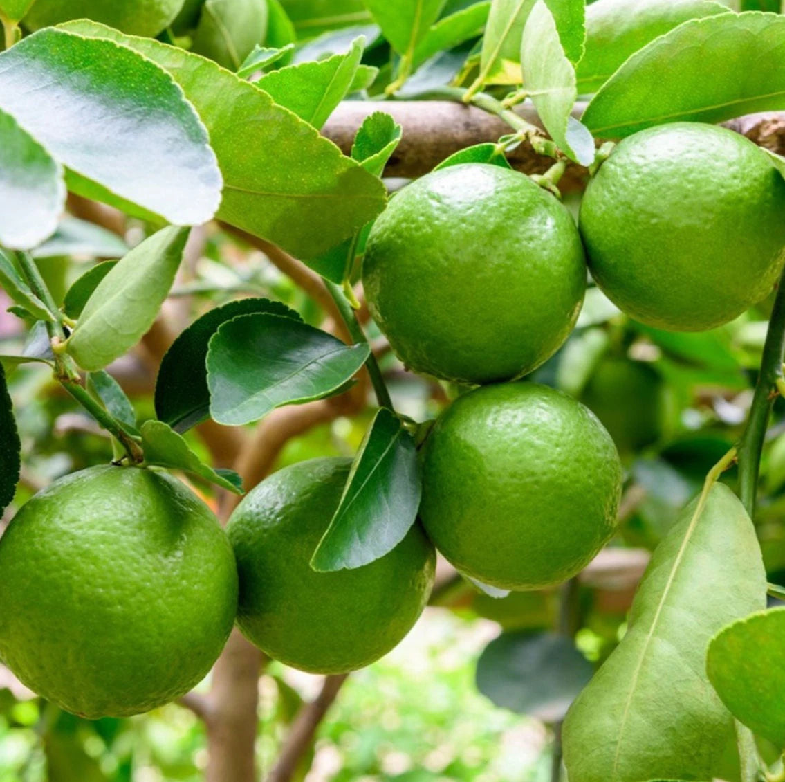 100+ Key Lime Citrus Seeds (Citrus aurantiifolia) – Certified Mexican Lime & Rutaceae Fruit Crop Seeds for Planting