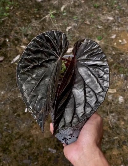 Begonia Black Blood Rare Exotic Tropical Plant | Dark Foliage Indoor Houseplant | Collector Begonia