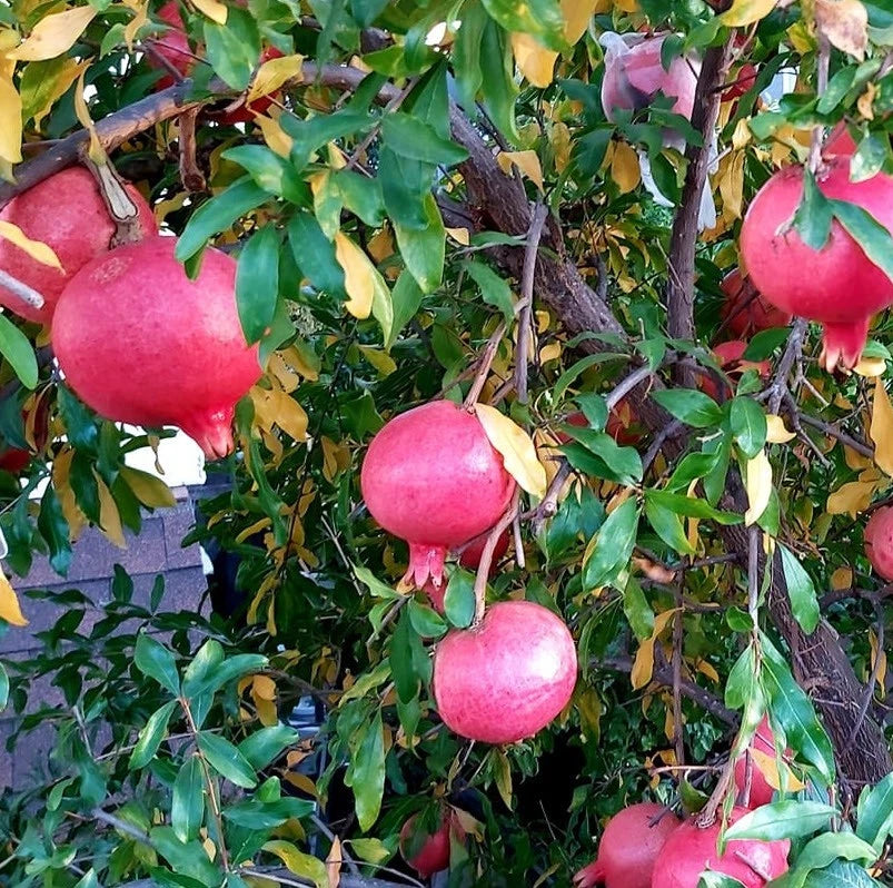 Premium Parfianka Pomegranate Seeds (Punica granatum 'Parfianka') – Fresh Rare Exotic Soft-Seeded Sweet-Tart Deep Red Grenadine Pomegranate Seeds for Planting