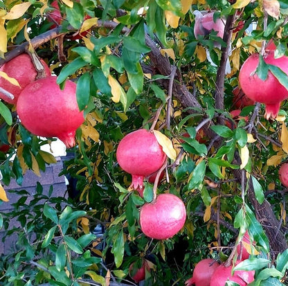 Premium Parfianka Pomegranate Seeds (Punica granatum 'Parfianka') – Fresh Rare Exotic Soft-Seeded Sweet-Tart Deep Red Grenadine Pomegranate Seeds for Planting