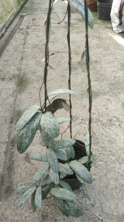 Hoya Sigillatis - Stunning Silver-Speckled Tropical Wax Plant