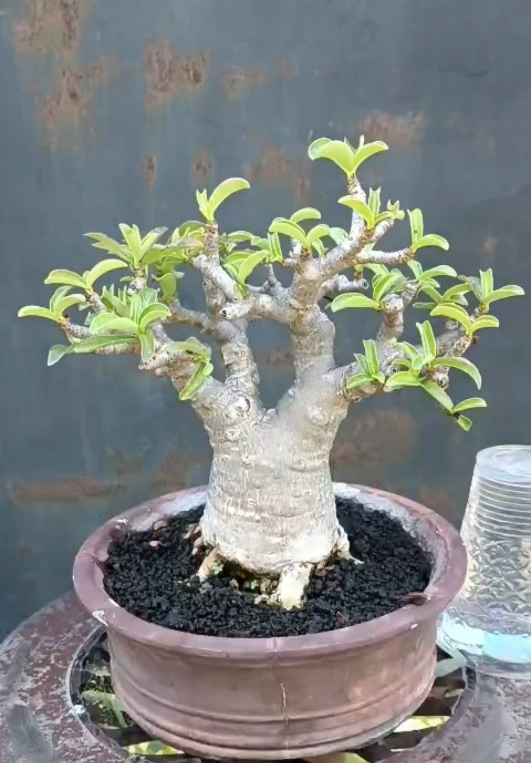 Adenium 'Ra Chi Nee' (RCN) – Premium Dwarf Bonsai Desert Rose