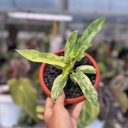 Philodendron Florida Beauty x Tortum Variegated Seeds (Philodendron Hybrid / Rare Variegated Deeply Lobed Climbing Aroid Seeds) – Premium Exotic Botanical Specimen Plant Seeds for Planting