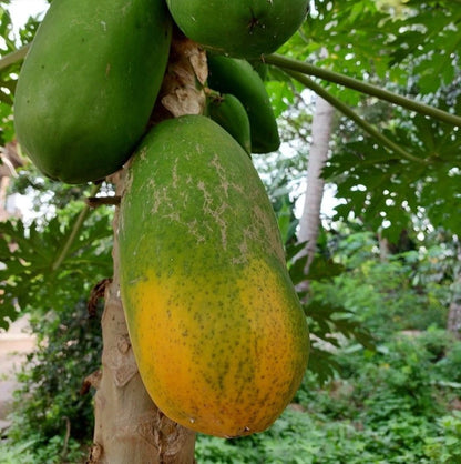 Red Sukma Papaya Seeds (Carica papaya) – 150 Premium Sweet Red Flesh Papaya Seeds