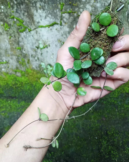 Rare Hoya Pubera Sp. Bengkulu Live Plant - Exotic Tropical Wax Plant