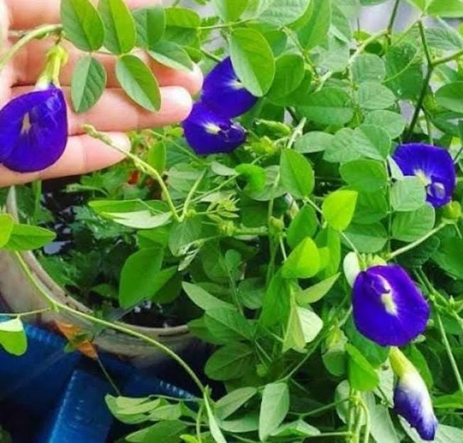 Butterfly Pea Flower Seeds (100+ Bulk Seeds, Clitoria ternatea) – Fast-Growing Tropical Blue Tea Vine / Herbal Edible Flower Seeds for Planting