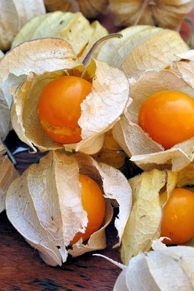 Bulk Yellow Groundcherry Ciplukan Seeds (Physalis angulata) – 250+ Premium Fresh Rare Exotic Sweet Golden Gooseberry Seeds for Planting