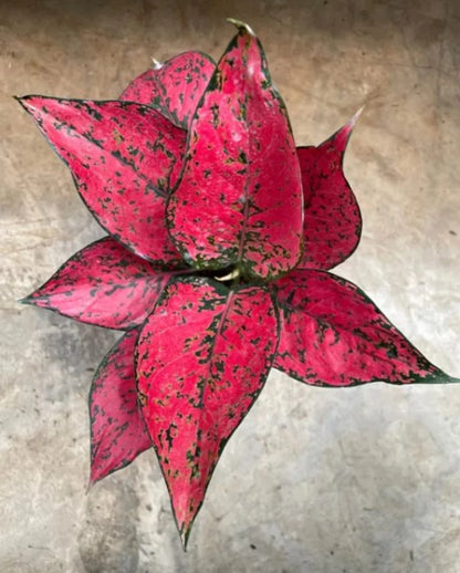 Rare Aglaonema Kom Kom Magenta Live Plant - Exotic Pink Chinese Evergreen