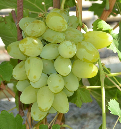 Galahad Grape Seeds (Vitis vinifera / 100+ Premium Early-Ripening Sweet Table Grape Seeds) – Premium Exotic Botanical Specimen Plant Seeds for Planting